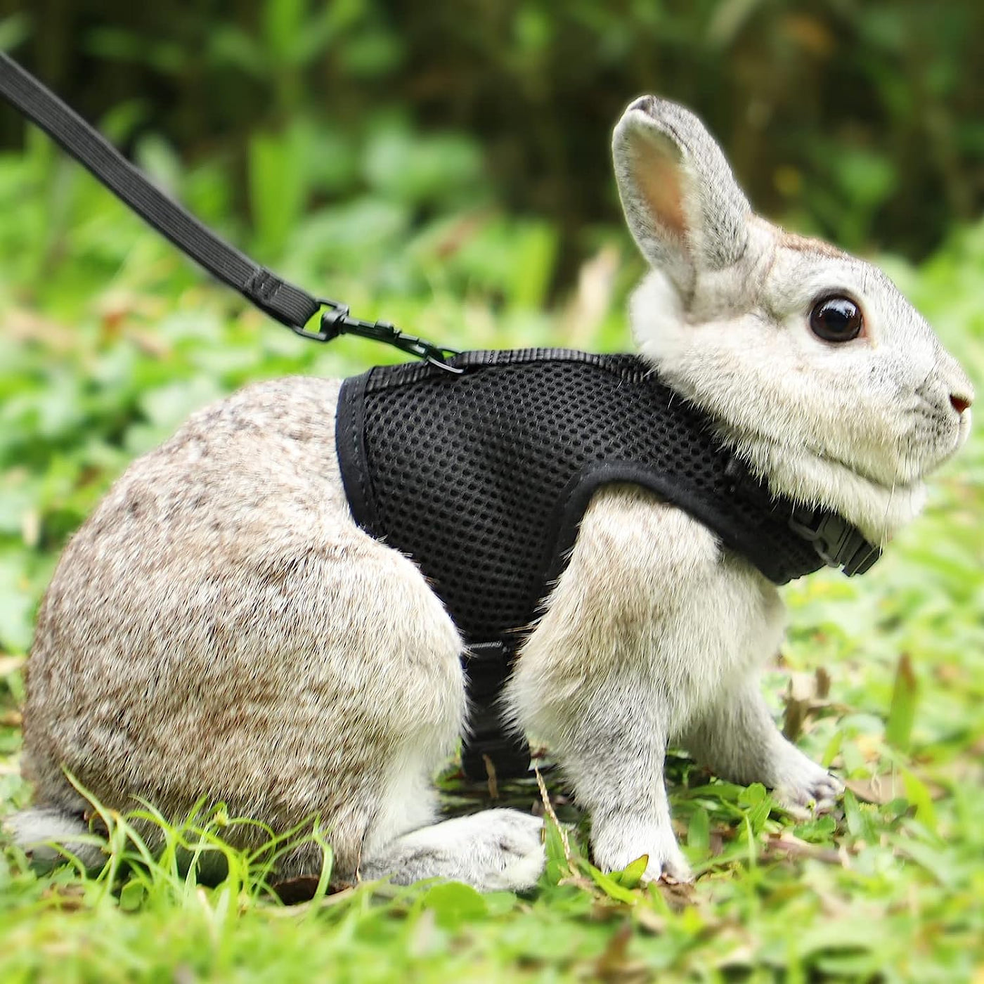 Rabbit carrier with elastic cord