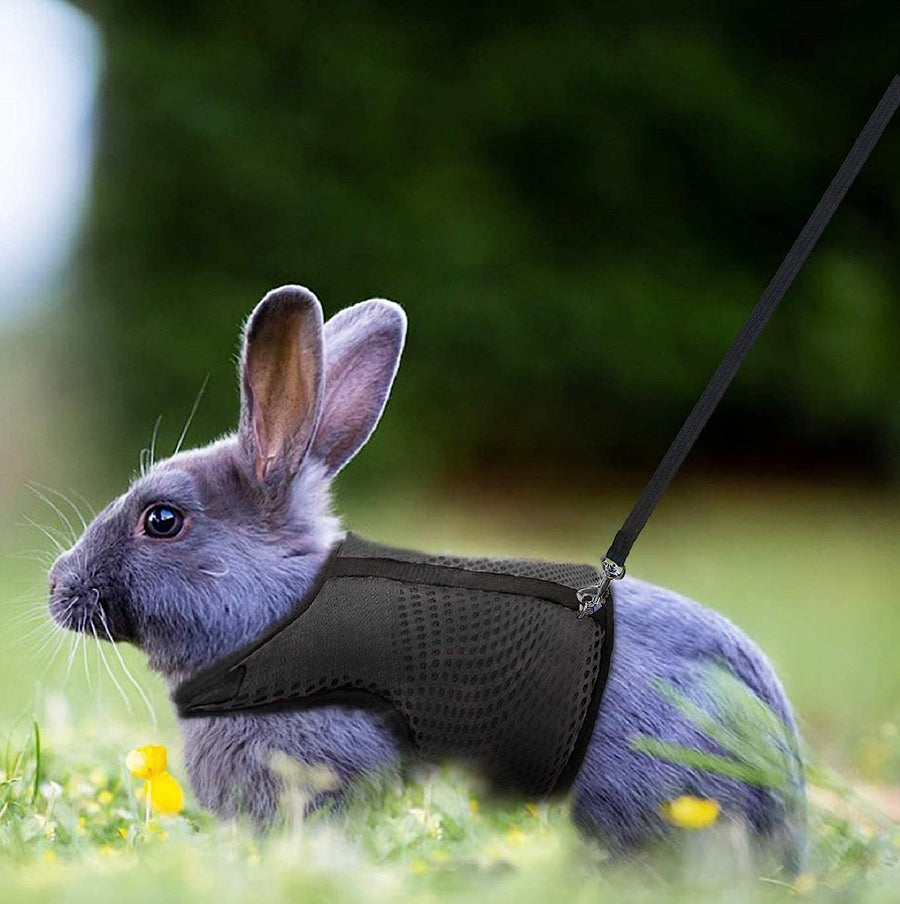 Rabbit carrier with elastic cord